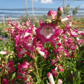 penstemon polaris magenta