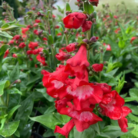 penstemon polaris red