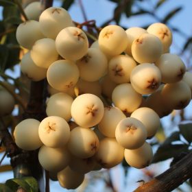 sorbus cashmiriana plodovi