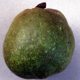 Kruška 'Trentonce'