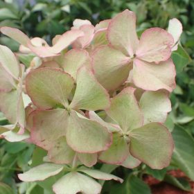 Velelisna hortenzija ‘Adula’