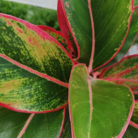 Aglaonema 'Siam Red'