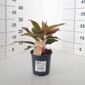 AGLAONEMA STAM RED