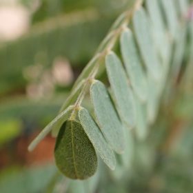 AMORPHA