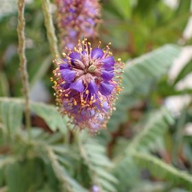 Amorpha 'Indigogo'