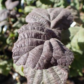Lijeska 'Anny's Purple Dream'
