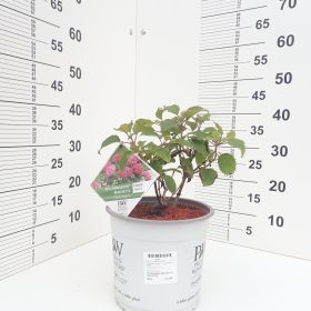 Hortenzija ‘BellaRagazza®Mauvette’