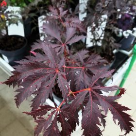Japanski javor 'Black Lace'