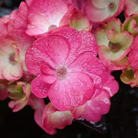 Planinska hortenzija 'Choco Strawberry'