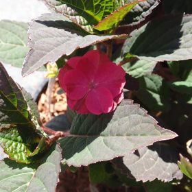 Planinska hortenzija 'Choco Strawberry'