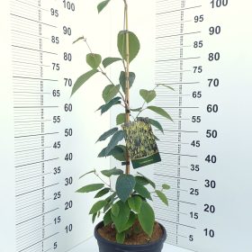 CORYLOPSIS SINENSIS