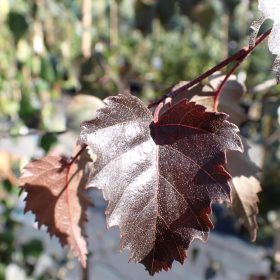 Breza 'Crimson Frost'