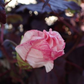 Močvarni hibiskus 'Dark Mistery'