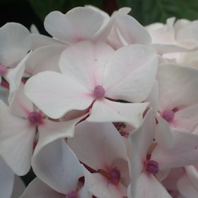 Velelisna hortenzija 'Diva Fiore'