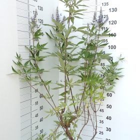 DIVLJI PAPAR LATIFOLIA