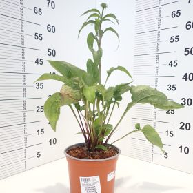 Echinacea ‘Magnus’