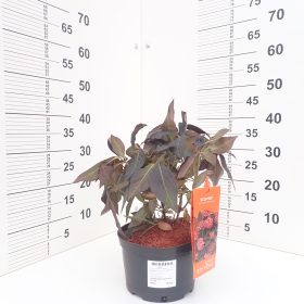 Velelisna hortenzija ‘Eclipse’