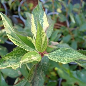 Forzicija 'Variegata'