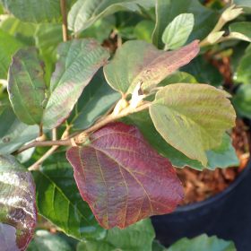 Fothergilla 'Suzzane'