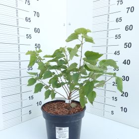 Patuljasti dud 'Gerardi's Dwarf'