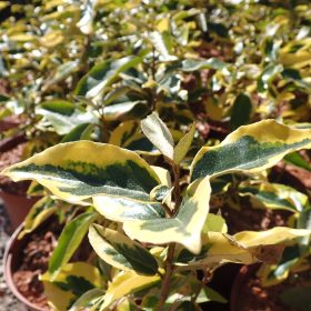 Srebrna maslina 'Gilt Edge'