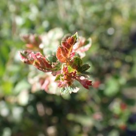 Glog 'Gireoudii'