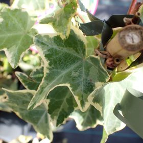 Bršljan 'Goldchild'