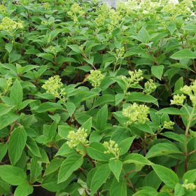 Metličasta hortenzija ‘Groundbreaker Greeny’