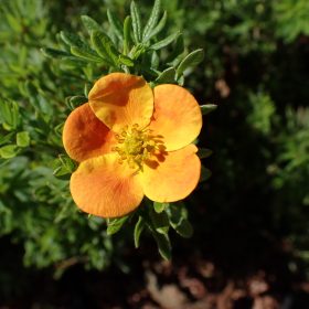 Grmolika petoprsta 'Hachdon'
