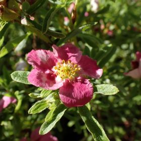 Grmolika petoprsta 'Hachliss'
