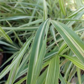 Hakonechloa 'Albovariegata'