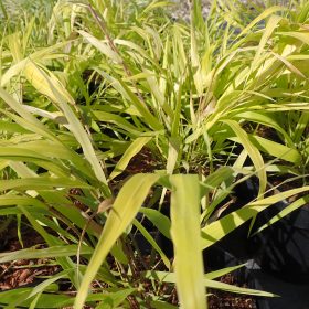 Hakonechloa 'All Gold'