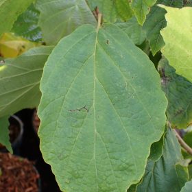 HAMAMELIS VIRGI