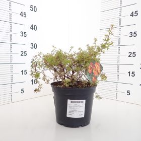 Grmičasta peteroprsta ‘Hopley's Orange’