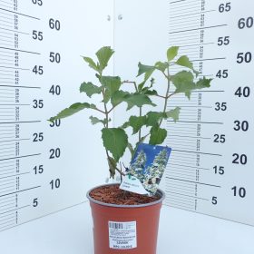 Metličasta hortenzija ‘Levana’