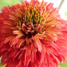 Echinacea 'Hot Papaya'