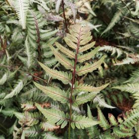 Athyrium 'Crested Surf'