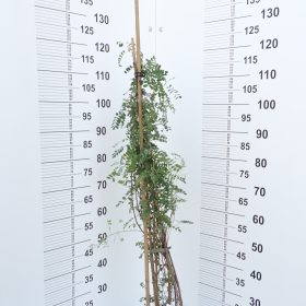 Indigofera
