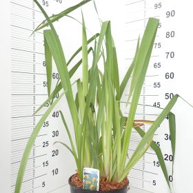 Iris ‘Variegata’