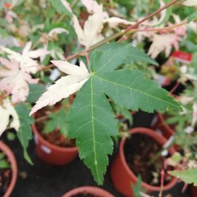 Japanski javor 'Kagiri-nishiki'
