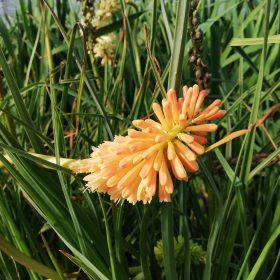 Kniphofia ‘Flamenco’