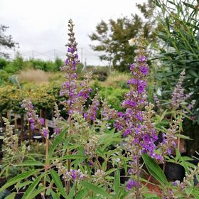 Divji poper 'Latifolia'