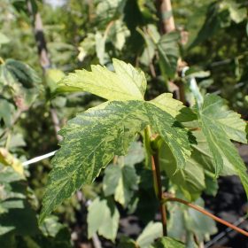 Gorski javor 'Leopoldii'
