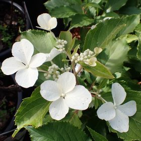 Metličasta hortenzija ‘Levana’