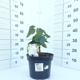 Jorgovan ‘Liliana’
