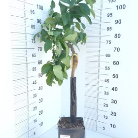 Limun 'Fino 49'
