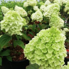 Metličasta hortenzija ‘Little Hottie’