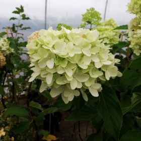Metličasta hortenzija ‘Living Summer Love’