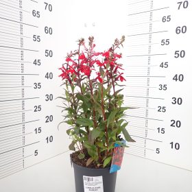 LOBELIA STAR. SCARLET