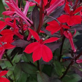 Lobelia 'Starship Scarlet'